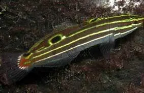 Stribet goby (Amblygobius hectori)